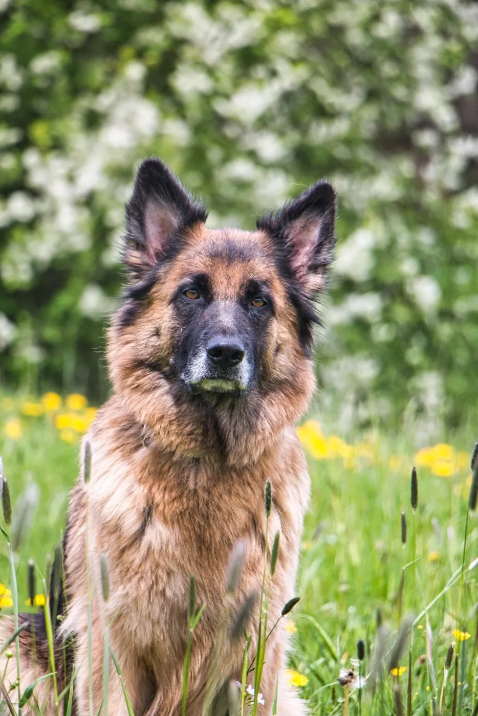 A German Shepherd sitting in front of white spring blossoms and yellow flowers.